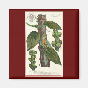 Imán Hierbas Especias Comida Antigua, Planta de Pimient