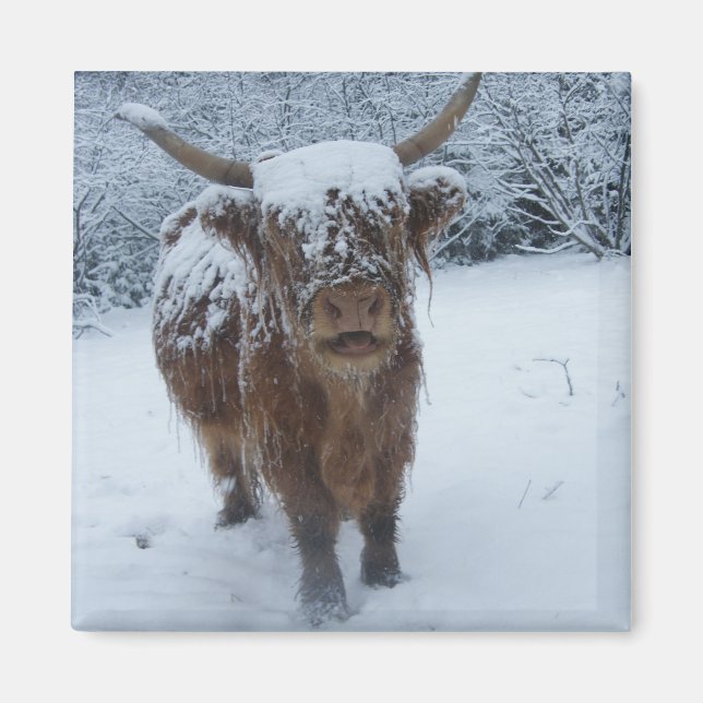 Imán Highland Cow In The Snow Magnet (Frente)
