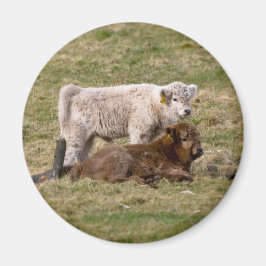 Imán Highland Cow Magnet