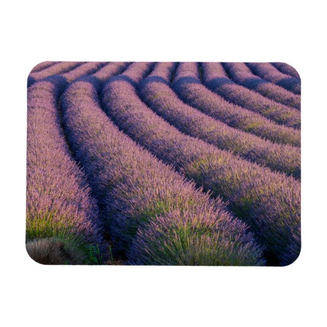 Imán Hileras de lavanda en Provenza (Horizontal)