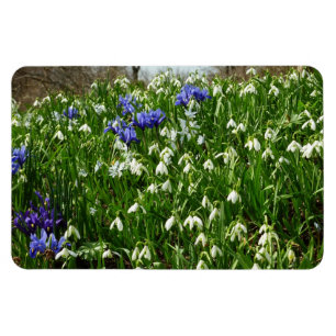 Imán Hillside of Early Spring Flowers Landscape