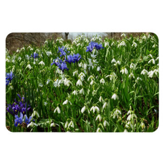 Imán Hillside of Early Spring Flowers Landscape