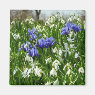 Imán Hillside of Early Spring Flowers Landscape