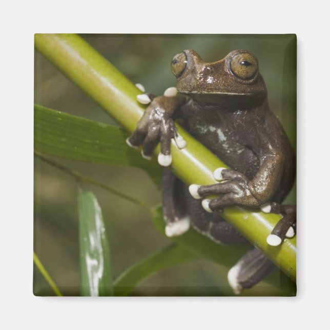 Imán Hiloscirto de rana de árbol Tapichalaca cautiva 2 (Frente)