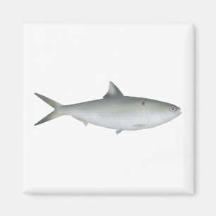 Imán Hilsa Shad