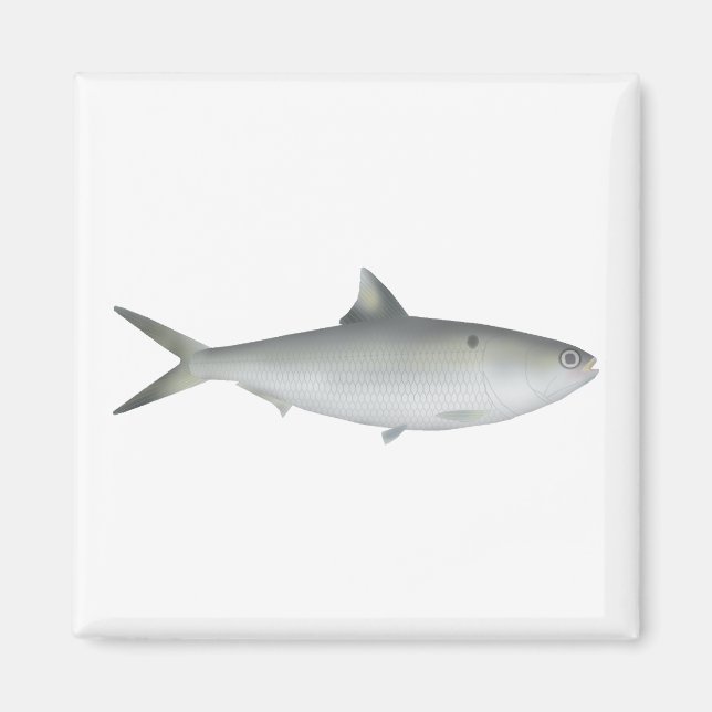 Imán Hilsa Shad (Frente)