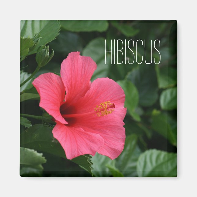 Imán Himán Tropical Rosa Hibiscus (Frente)