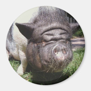 Imán hinchado pote del cerdo