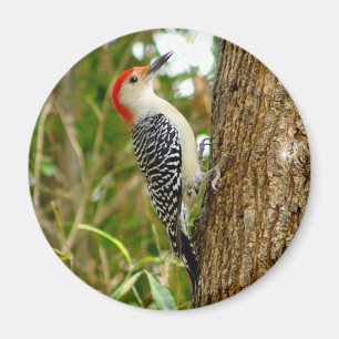 Imán hinchado rojo del pájaro de la pulsación d