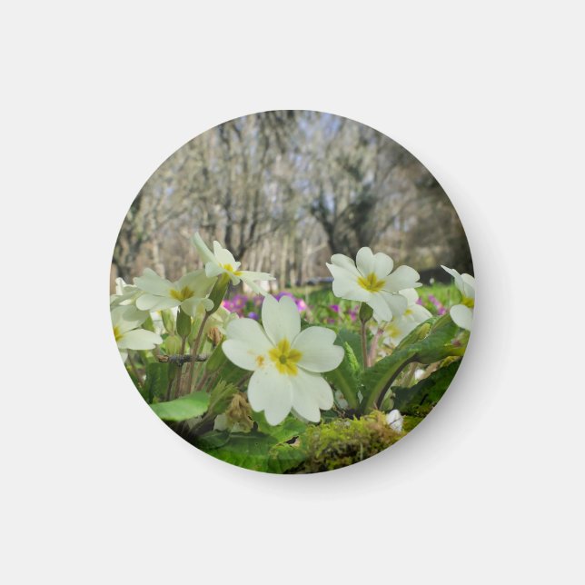 Imán Hinchera de la primavera (Frente)