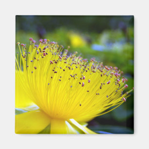 Imán Hipericum calcyinum Magnet