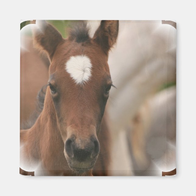 Imán Hípica de Baby Square Magnet (Frente)