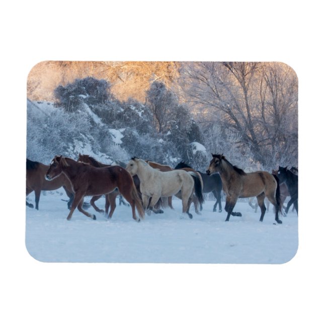 Imán Hípica en invierno en Hideout Ranch (Horizontal)