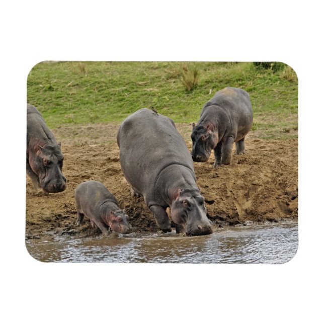 Imán Hipopótamo, Hippopótamo amphibius, Serengeti (Horizontal)