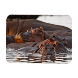 Imán Hipopótamo, Hippopotamus amphibius, Lago