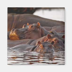 Imán Hipopótamo, Hippopotamus amphibius, Lago