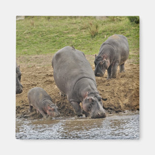 Imán Hipopótamo, Hippopotamus amphibius, Serengeti
