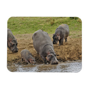 Imán Hipopótamo, Hippopotamus amphibius, Serengeti