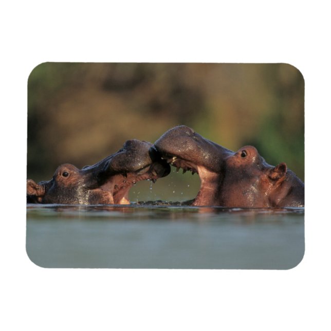Imán Hipopótamos (Hippopotamus Amphibius) Luchando (Horizontal)