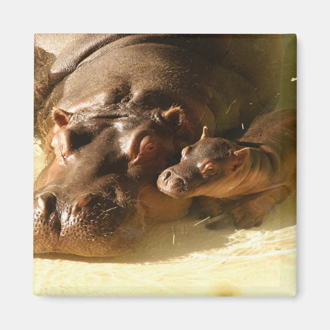 imán hippo (Frente)