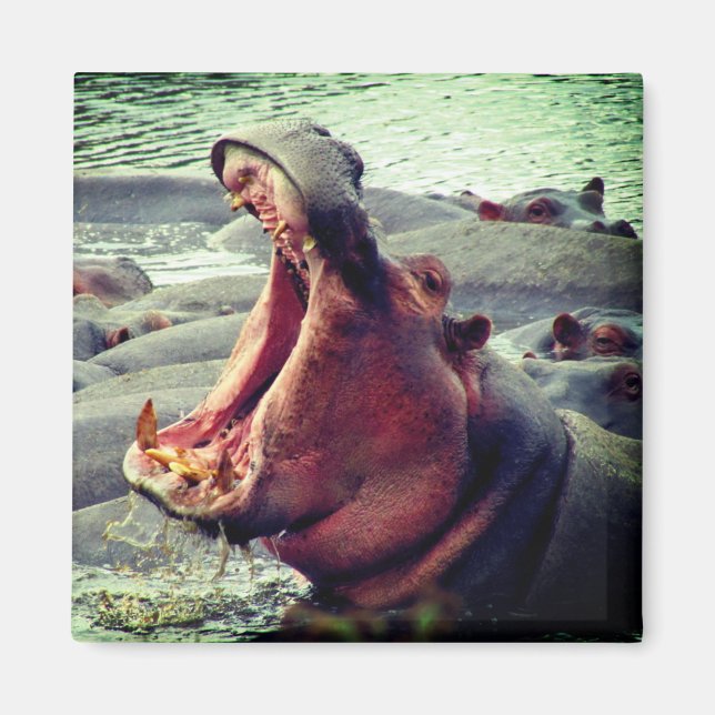 Imán hippo gran bostezo (Frente)