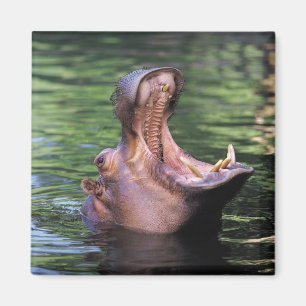 Imán Hippo hambriento