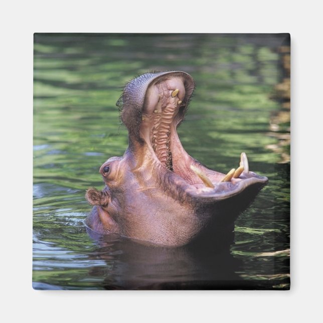 Imán Hippo hambriento (Frente)