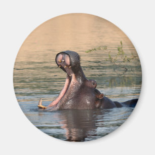 Imán hippopotamus