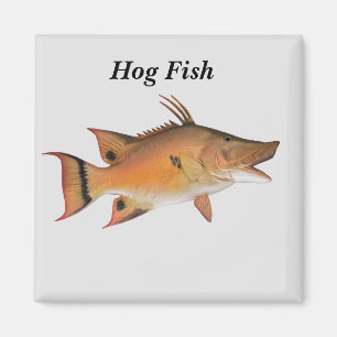 Imán Hog Fish Fish Magnet