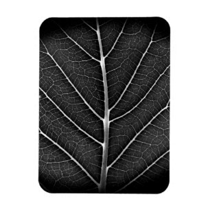 Imán Hoja brillante en blanco y negro en primer plano