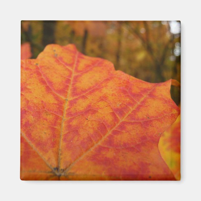 Imán Hoja de Arce Abstracta de Otoño Naranja y Rojo Nat (Frente)