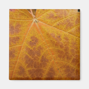Imán Hoja de arce amarilla otoño Resumen Naturaleza