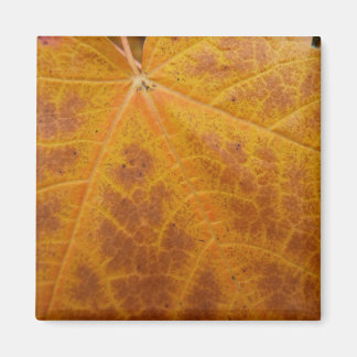 Imán Hoja de arce amarilla otoño Resumen Naturaleza