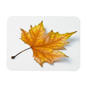 Imán Hoja de arce de otoño