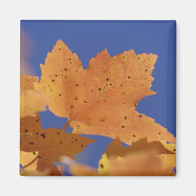 Imán Hoja de arce de otoño y cielo azul, Blanco (Frente)