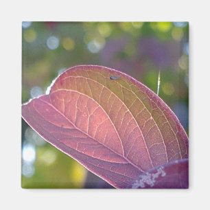 Imán Hoja De Caída Roja Y Bokeh
