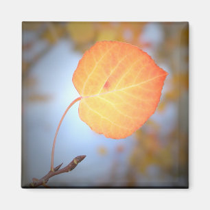 Imán Hoja de imán-Aspen