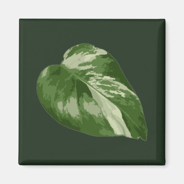 Imán Hoja de Monstera Albo — Rara Variegación  (Frente)