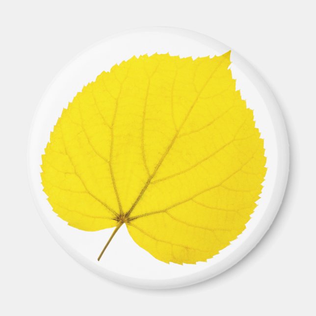 Imán Hoja de otoño de linden (Frente)