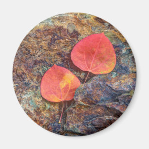 Imán Hoja de otoño en roca, California