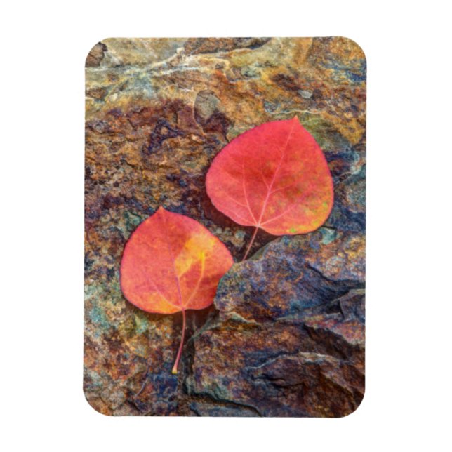 Imán Hoja de otoño en roca, California (Vertical)