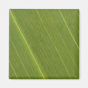 Imán Hoja de palmera