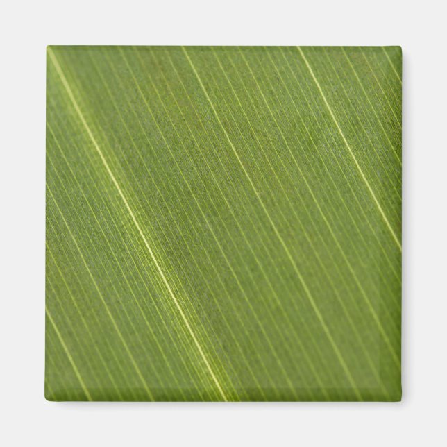 Imán Hoja de palmera (Frente)