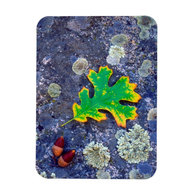 Imán Hoja de roble y bellotas sobre una roca cubierta d (Vertical)