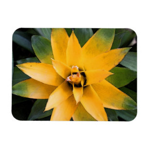 Imán Hojas amarillas de plantas frondosas de los jardin