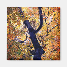 Imán Hojas amarillas y naranjas