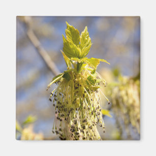 Imán Hojas cortas en la foto de primavera