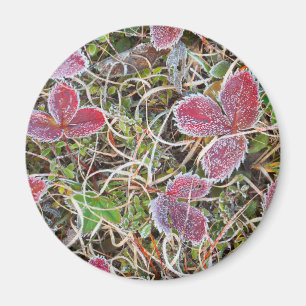 Imán Hojas cubiertas de escarcha, Canadá