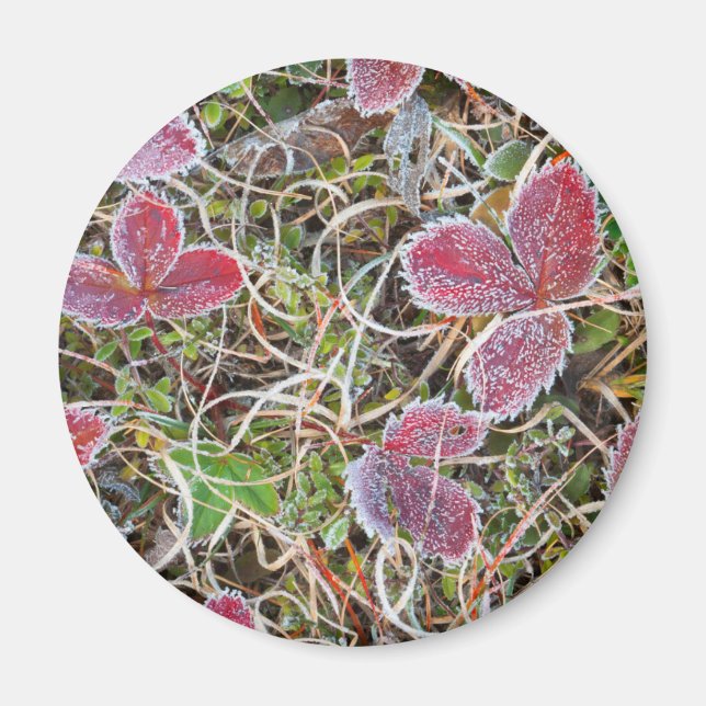 Imán Hojas cubiertas de escarcha, Canadá (Frente)