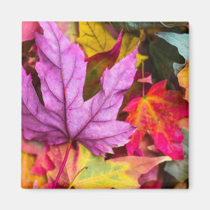 Imán Hojas de arce de otoño coloridas naturaleza otoñal